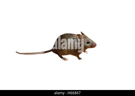 Hausmaus, Mus Musculus, Midlands, UK Stockfoto