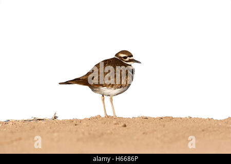 Killdeer, Charadrius Vociferus, New Mexico, USA, Winter Stockfoto