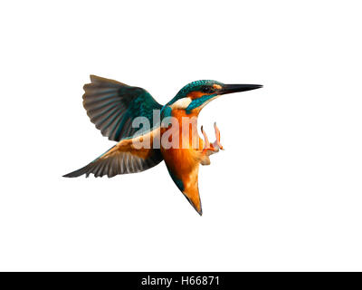 Eisvogel, Alcedo Atthis, Tauchen für Fisch, Worcestershire, November 2009 Stockfoto