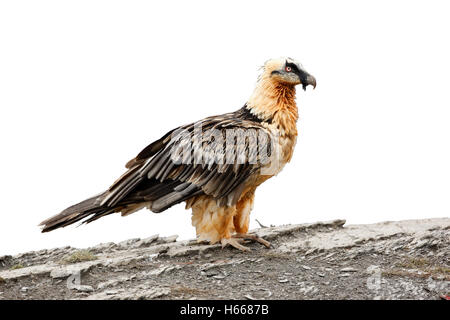 Bartgeier oder Gipetto oder Bartgeier, sollten Barbatus, bei der Fütterung Station, Spanien, winter Stockfoto