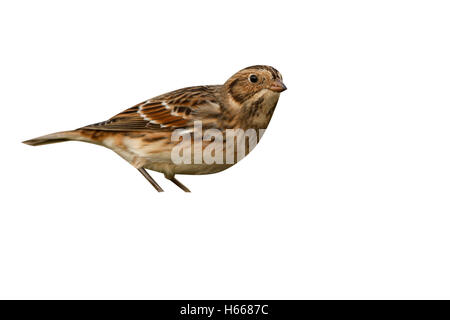 Lappland Ammer, Calcarius Lapponicus, einzelnes Weibchen am Boden, Norfolk, UK, winter Stockfoto