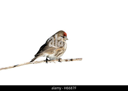 Geringerem Redpoll, Zuchtjahr Kabarett, einzelnes Männchen auf Zweig, Coll, Hebriden, Schottland Stockfoto