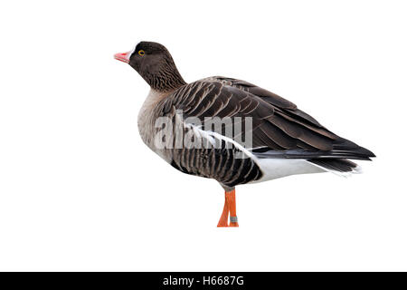 Weniger weiß – Anser Gans, Anser Erythropus, einziger Vogel auf dem Eis, in Gefangenschaft, Gloucestershire, Dezember 2010 Stockfoto