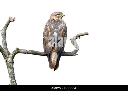 Langbeinige Bussard, Buteo Rufinus, ursprünglich aus Ost Europa, Herbst Stockfoto