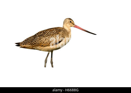 Marmoriert, Uferschnepfe, Limosa Fedoa, einziger Vogel stehen am Wasser, New York, USA Stockfoto