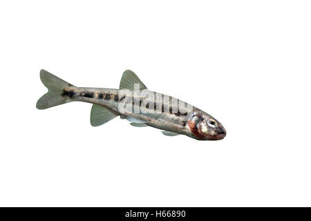 Elritze Phoxinus Phoxinus, einzelne Fische im Wasser, Midlands, September 2010 Stockfoto