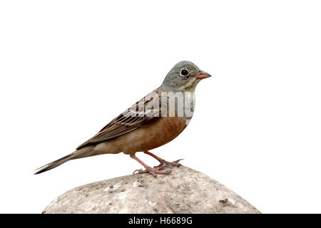 Ammer Ortolan, Emberiza Hortulana, einzelnes Männchen auf Felsen gelegen, Bulgarien, Mai 2010 Stockfoto