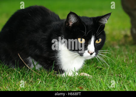 Schwarz / weiß Katze auf grünem Rasen und Uhren. Stockfoto