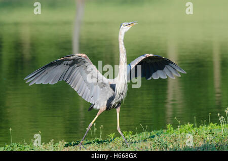 Great Blue Heron spannt ihre Flügel Verfassung Gardens in Washington DC. Stockfoto