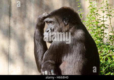 Mutter Mandara weiblich Westlicher Flachlandgorilla, Mandara, National Zoo, Washington, DC. Stockfoto