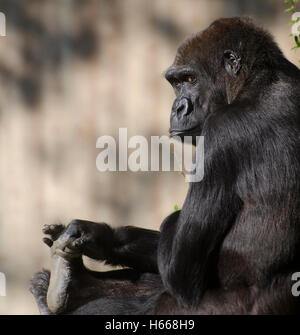 Weibliche Flachlandgorilla, Mandara, hält ihren Fuß in den National Zoo in Washington, DC. Stockfoto