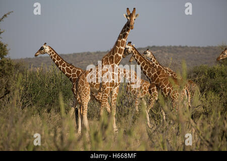 Herde von netzförmigen Giraffe im trockenen Buschland Laikipia Wildnis Nanyuki Kenia Stockfoto