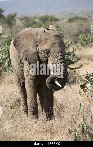 Afrikanischer Elefant Fütterung auf Euphorbia sp Laikipia Plateau Grasland Kenia Stockfoto