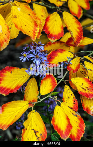 Hamamelis intermedia, Blaue Aster, Garten Herbstbaum Laub Rot gelbe Blätter Hexe Hasel Herbstblätter Aster Stockfoto