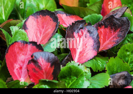 Bergenia Blätter Herbst Bergenias Herbstliche Gartenpflanze Elefantenohren, Bergenia cordifolia farbenfroher grüner roter Kontrast Stockfoto