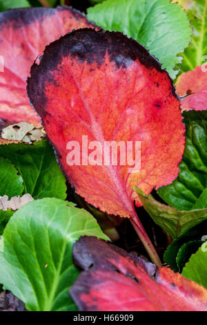 Bergenia cordifolia, rote Herbstblätter Herbst rote Blätter Garten Elefantenohren Stockfoto