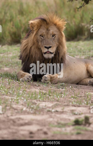 Einsame männliche große Mähne afrikanische Löwe Panthera Leo Masai Mara Kenia ruhen Stockfoto