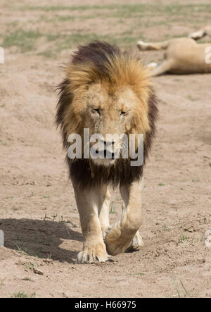 Einsame männliche große Mähne afrikanische Löwe Masai Mara Kenia zu Fuß Stockfoto