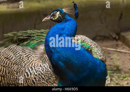 Indische Pfau Vogel Closeup Porträtaufnahme mit leuchtenden Farben Gefieder Stockfoto