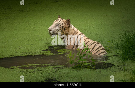 Weißer Tiger untergetaucht in einem Sumpf im Sunderban Tiger Reserve. Weißen Königstiger ist aus der Gefangenschaft selten zu sehen. Stockfoto