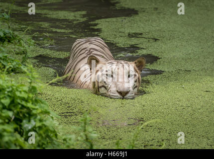 Weißer Tiger schwimmt im Wasser aus einem sumpfigen Morast. Weißen Königstiger gelten als vom Aussterben bedrohte Arten. Stockfoto