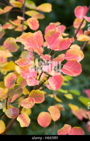 Cotinus Coggygria 'Ascot' im Herbst. Stockfoto