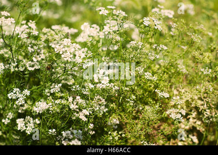 Sommer wilde Blumen unter Sonne wärmt Stockfoto
