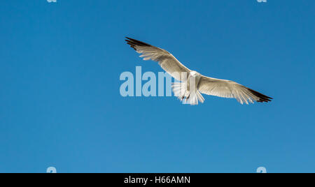 Einzelne Möwe im Flug gegen blauen Himmel Stockfoto