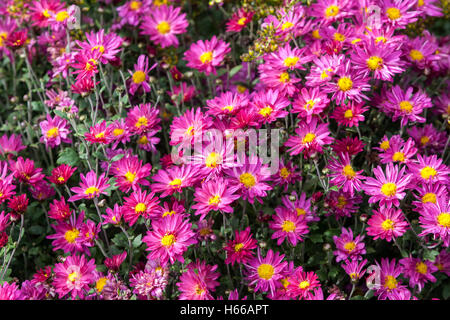 Purple Chrysanthemum herbstkuss, Herbstfarben im Gartenblumenbett, Bettwäsche Blumen Stockfoto
