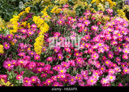 Chrysanthemum Herbstkuss, violett-rosa Gelb, Herbst bunte Herbstblumen Garten Beetpflanzen Stockfoto