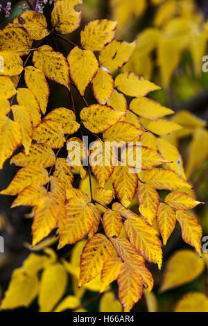 Aralia Elata oder japanische Angelica-Baum, Herbstfarben Stockfoto