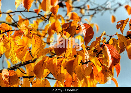 Prunus sargentii Rancho, Baum Herbst Blätter Prunus Herbst Stockfoto