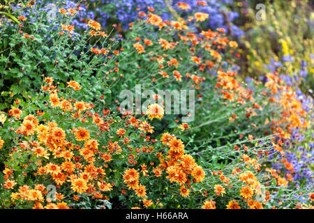 Chrysantheme Mandarine, Orange, Herbstfarben Aster, Gartengrenze Blühende Aster Stockfoto