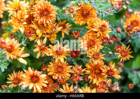 Orange Chrysanthemum Mandarine Herbst Stockfoto