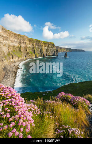 Coastal Sparsamkeit unter den Cliffs of Moher, County Clare, Irland. Stockfoto