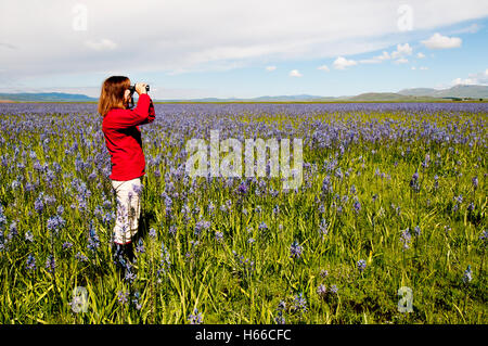 Frau-Vogelbeobachtung in Camas Wiese im Centennial Marsh, Camas Prairie Camas County, Idaho Stockfoto