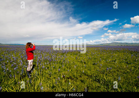 Frau-Vogelbeobachtung in Camas Wiese im Centennial Marsh, Camas Prairie Camas County, Idaho Stockfoto