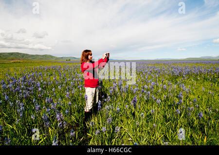 Frau fotografieren Camas Wiese mit einem Smartphone an der Centennial Marsh Idaho Stockfoto