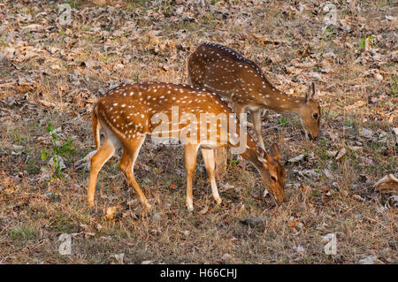 Gefleckte Rehe (Achse-Achse) Stockfoto