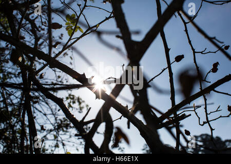 Brombeerstrauch Silhouette gegen einen tiefblauen Himmel mit Sonnenschein. Stockfoto