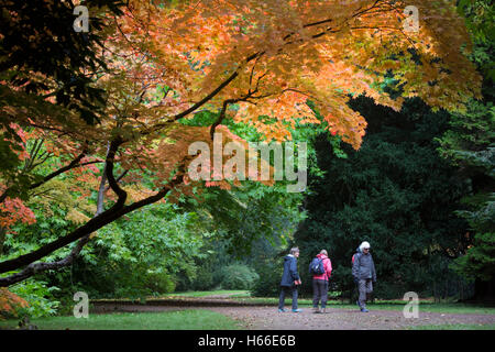 Besucher, die national Arboretum im Westonbirt in Gloucestershire spazieren Sie die Anzeige von Herbstfarben, fotografieren und genießen Sie die farbenprächtige Blätter an den Bäumen. Stockfoto