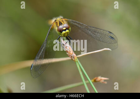 gemeinsamen Darter Sympetrum striolatum Stockfoto