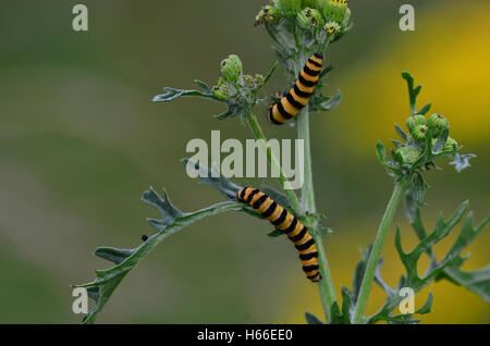 Zinnober Motte Raupen ernähren sich von Kreuzkraut Blumen. Stockfoto