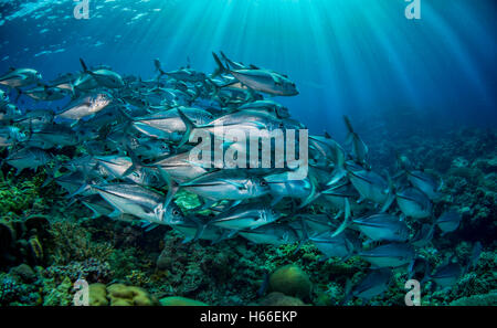 Schulzeit Großaugen-Buchsen oder Makrelen (Caranx Sexfaciatus) am Korallenriff mit Sonnenstrahlen von der Oberfläche Salomonen Stockfoto