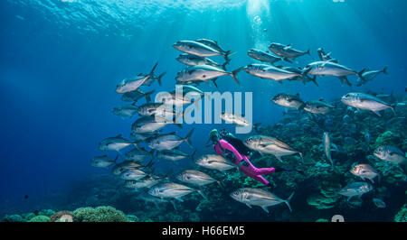 Schulzeit Großaugen-Buchsen oder Makrelen (Caranx Sexfaciatus) am Korallenriff mit Sonnenstrahlen von der Oberfläche Salomonen Stockfoto