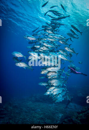 Schulzeit Großaugen-Buchsen oder Makrelen (Caranx Sexfaciatus) am Korallenriff mit Sonnenstrahlen von der Oberfläche Salomonen Stockfoto