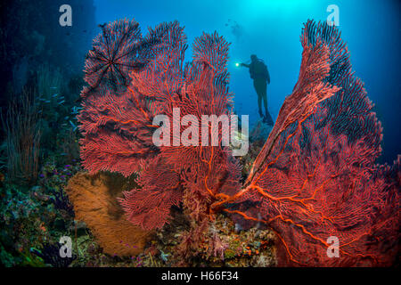 Scuba Diver erforscht Korallenriff mit Gorgonien Korallen Stockfoto