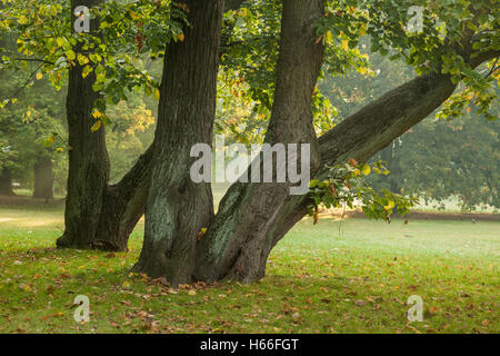 Herbstmorgen in South Park (Park Poludniowy), Wroclaw/Breslau, Polen. Stockfoto