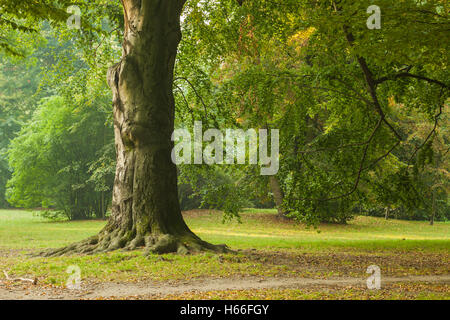 Herbstmorgen in South Park (Park Poludniowy), Wroclaw/Breslau, Polen. Stockfoto