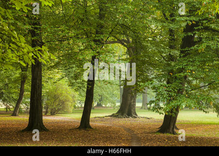 Herbstmorgen in South Park (Park Poludniowy), Wroclaw/Breslau, Polen. Stockfoto